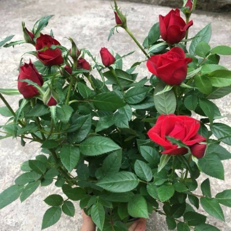 Hoa hồng siêu bông cây trồng bầu C8 cao khoảng 30 cm tượng trưng cho tình yêu vĩnh hằng, mối tình cảm cao quý và sâu đậm