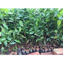 COMBO 3 CÂY CHÈ XANH TRỒNG UỐNG NƯỚC
