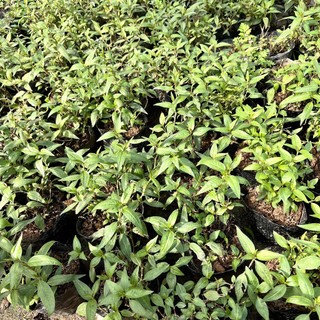 Cây rau răm - Cây gia vị - bầu cây giống