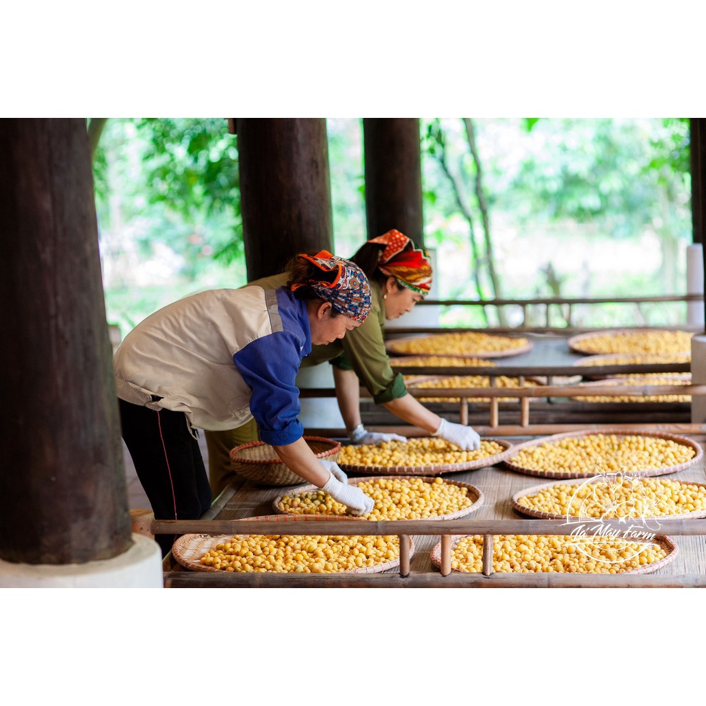 Mơ muối Umeboshi – Lá Mây Farm