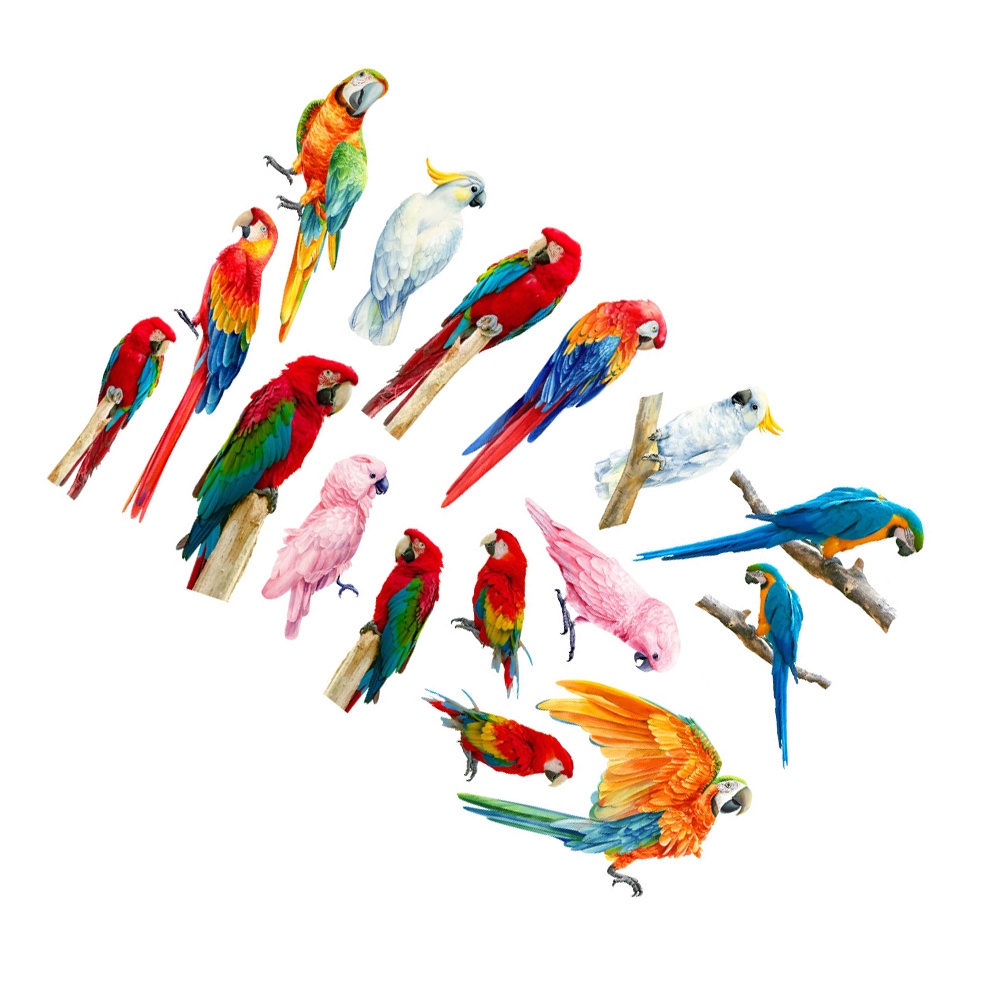 Miếng Dán Tường Hình Vẹt Nhiều Màu Chống Va Chạm