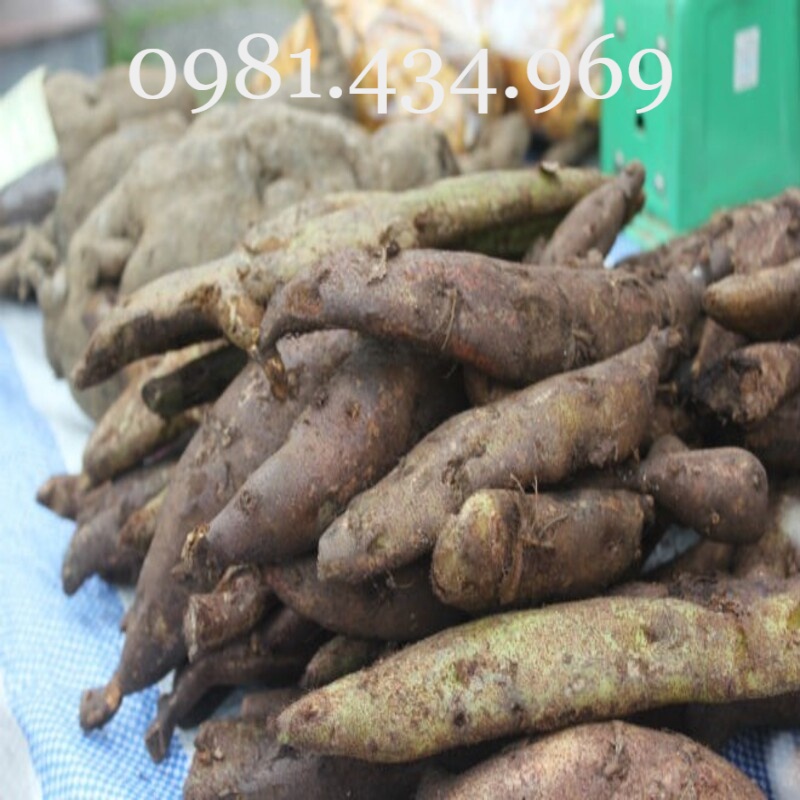 Củ Tắc Kè Đá (Cốt Toái Bổ) Tốt Cho Xương Khớp Loại 01 Tốt Chuẩn