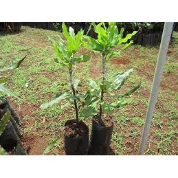 Cây giống macca ghép