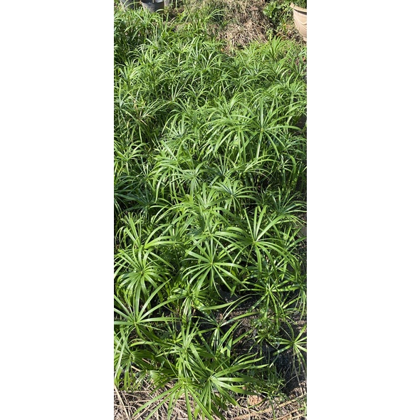 Cây thuỷ trúc thuỷ sinh