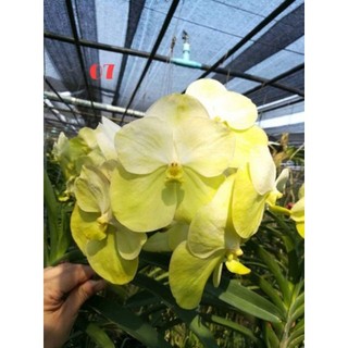 HOA LAN VANDA