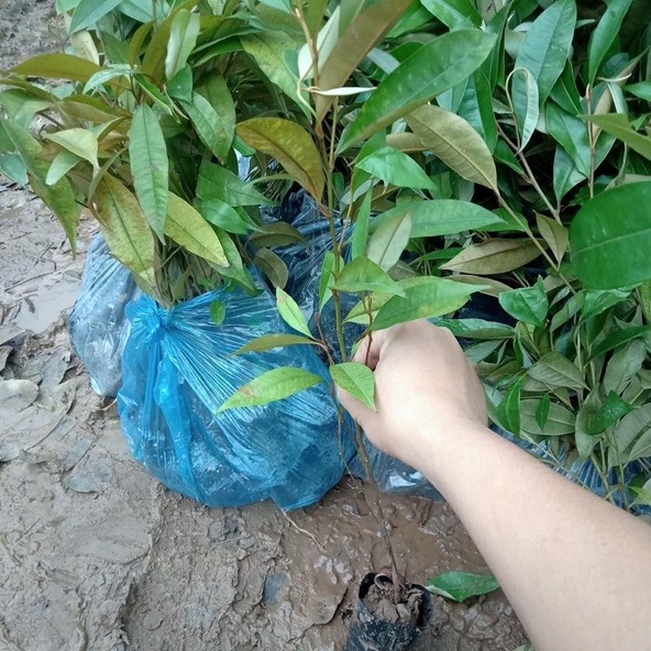 Cây vú sữa tím quả to siêu ngon ngọt mùi thơm hấp dẫn