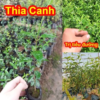 Cây thìa canh lá to- lá nhỏ