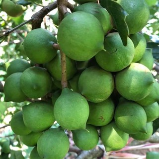 Cây macca giống ,Cây mắc ca giống