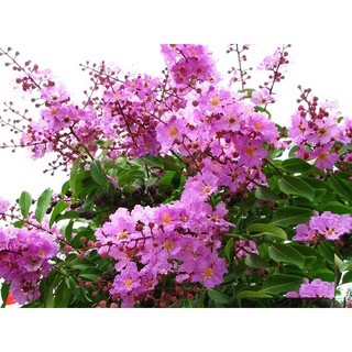 Cây Hoa Bằng lăng tím - cây giống lớn