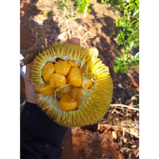 MÍT TÍ HON ẤN ĐỘ QỦA NHỎ SIÊU THƠM ( cây cao 60-80 cm ) (chi  lăng shop 47 )