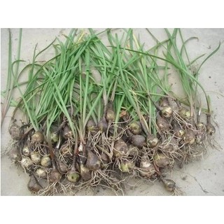 CỦ HUỆ MƯA (CỦ TÓC TIÊN) KÉP MIX ĐỦ MÀU( 1 CỦ )