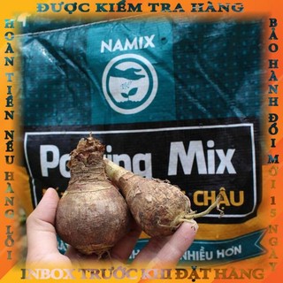 CỦ HOA HUỆ TÂY CÁNH KÉP (MUA 5 TẶNG 2, MUA 10 TẶNG 6)