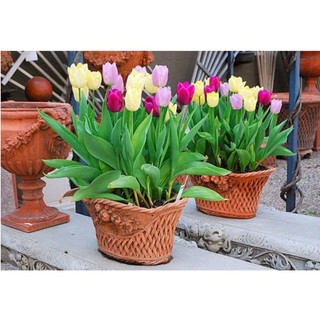 củ hoa tulip combo (10 củ) tặng kèm phân bón