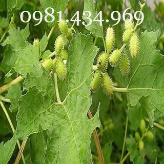Cây ké đầu ngựa khô 01kg mới sạch