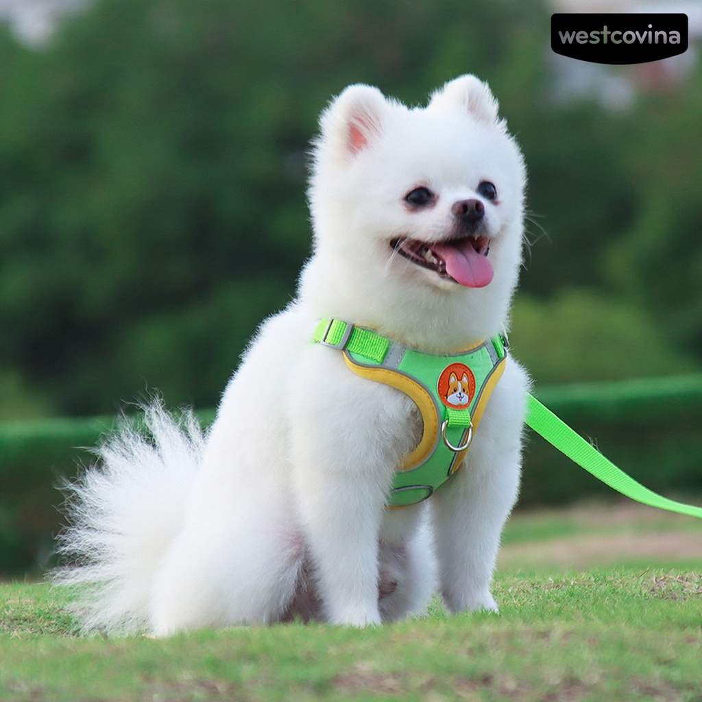 [COD]♞Set 2 Dây Dắt Thú Cưng Đi Dạo Chống Cút Thiết Kế Phản Quang Thoáng Khí