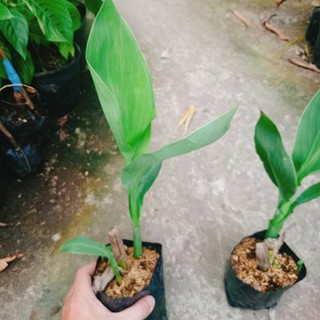 Cây Chuối Hoa Hồng