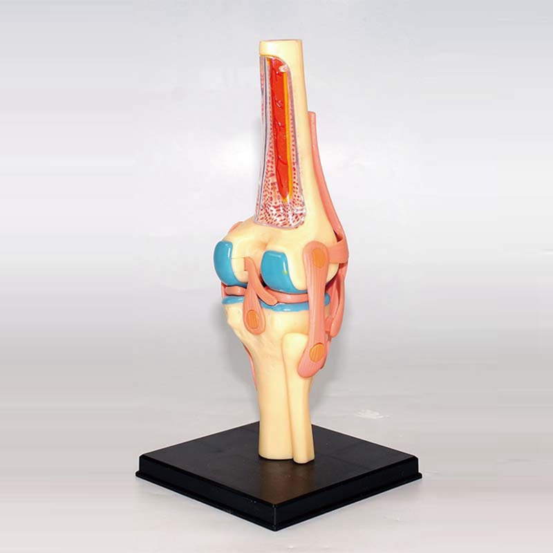 Mô Hình Cơ Thể Người torso Dùng Dạy Học