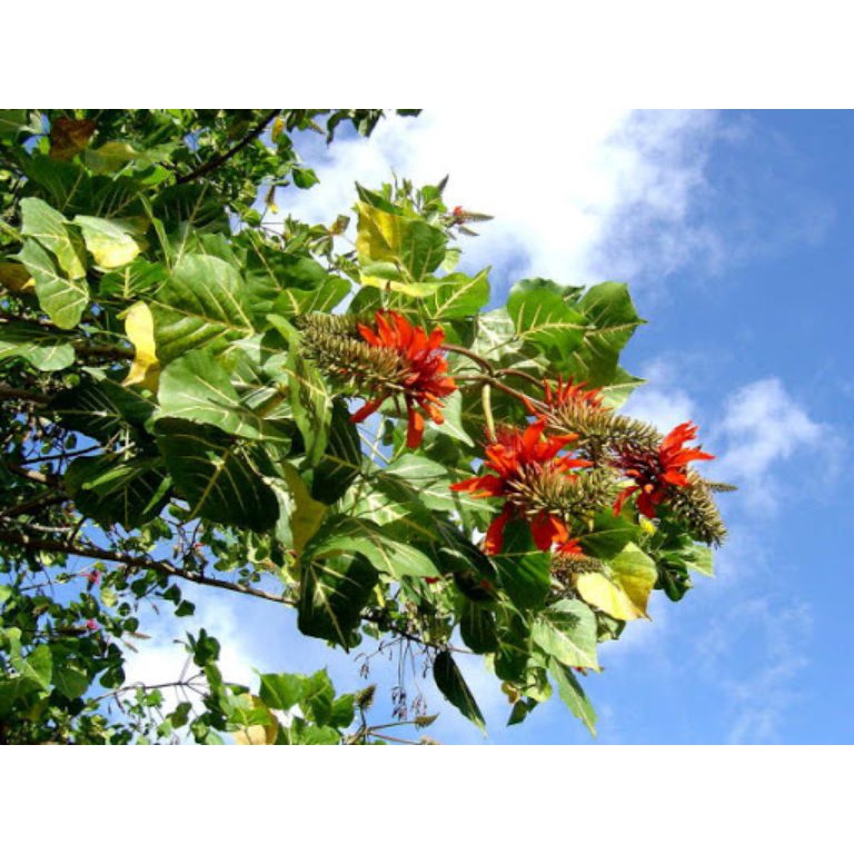 Combo 5 Hom cây Vông Nem làm giống