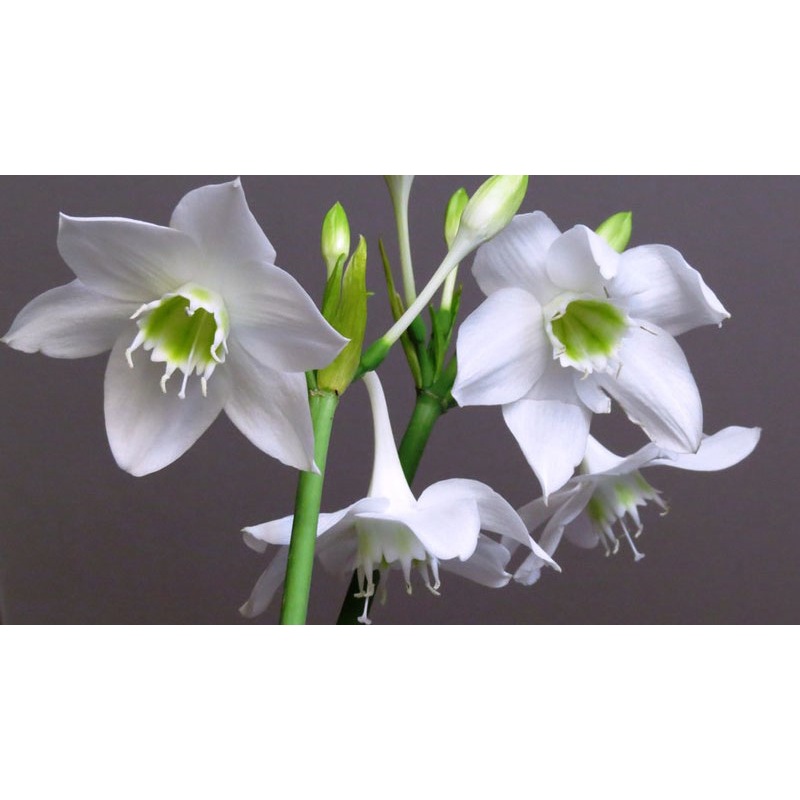 Củ hoa Ngọc Trâm size củ mẹ sắp nụ (gửi củ to như hình )