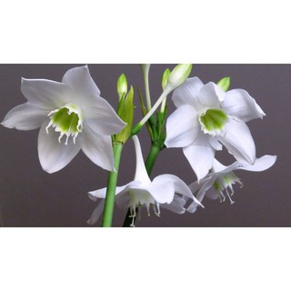Củ hoa Ngọc Trâm size củ mẹ sắp nụ