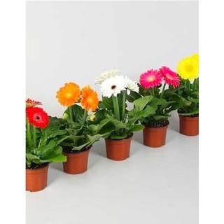 Hoa đồng tiền lùn hà lan cánh kép- chậu cây trưởng thành đang nụ và hoa