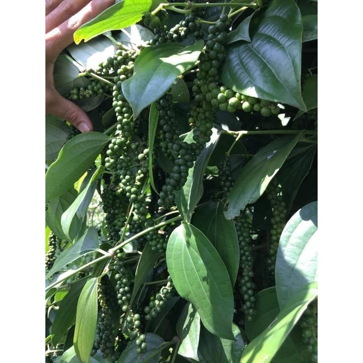 Tiêu giống Ăn Hạt ( Chuẩn tiêu ác vĩnh linh) (chi lăng shop 47 )