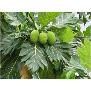Cây sa kê cây lớn