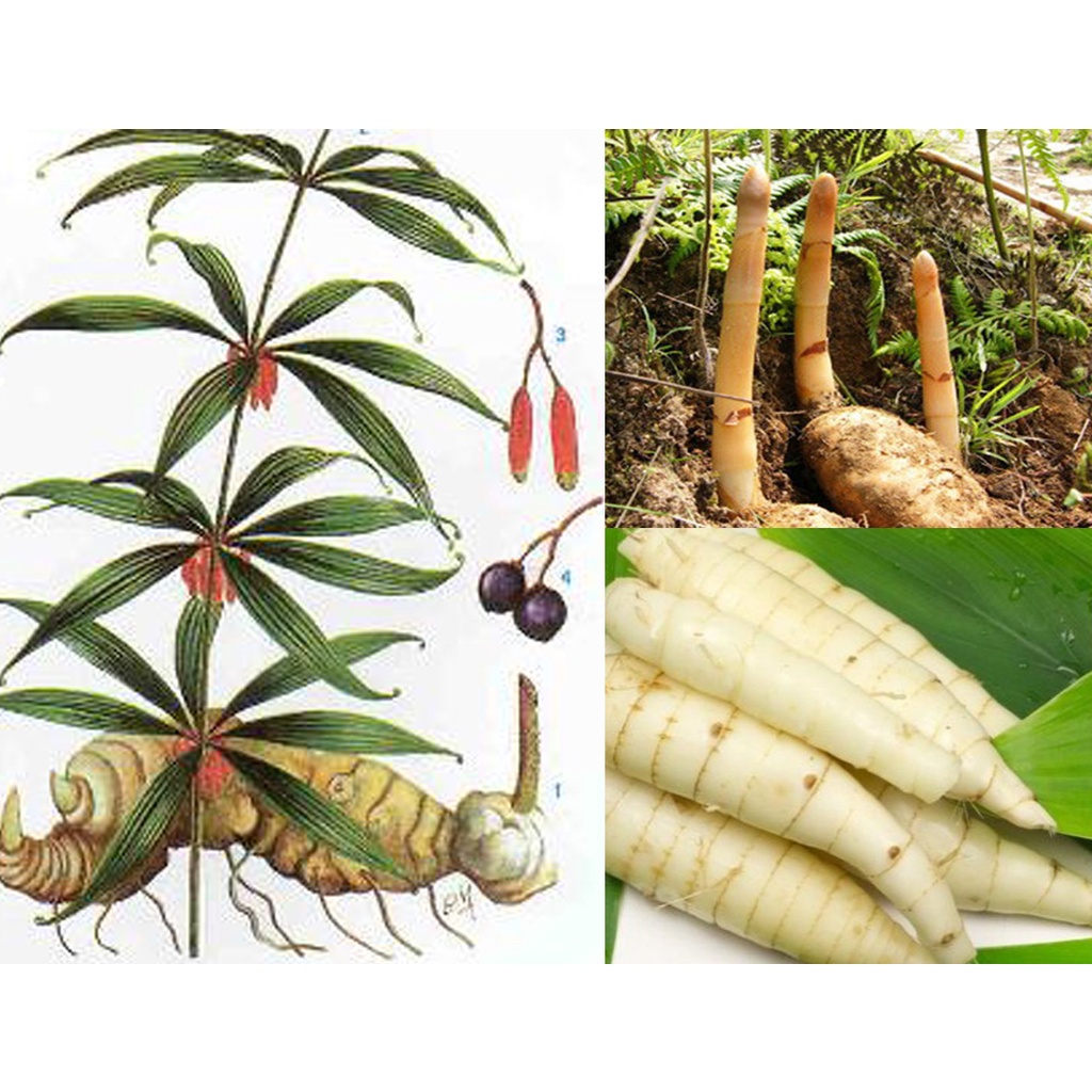 Hạt Giống Cây Dược Liệu Hoàng Tinh Hoa Đỏ ( gói 10 hạt) - Có Vị Ngọt, Tính Bình