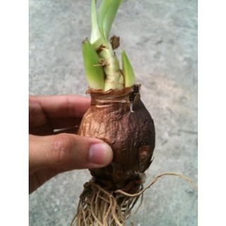 Củ hoa thiên nga mắt ngọc