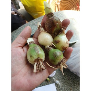 Củ lan huệ Hồng Mai size 3-4 cm
