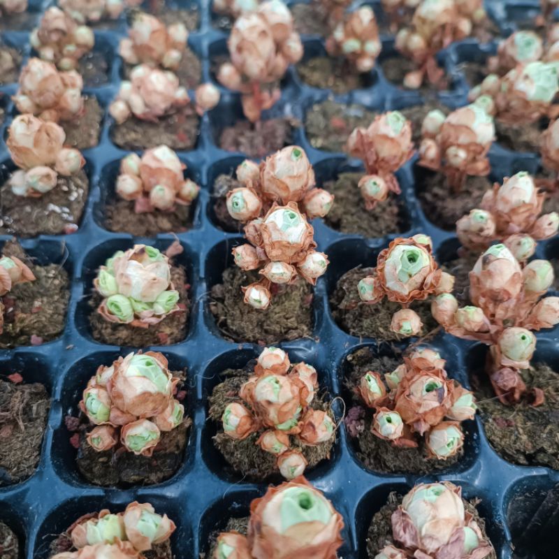 Siêu Sale+ Sen Đá Hoa Hồng Chùm Mini.