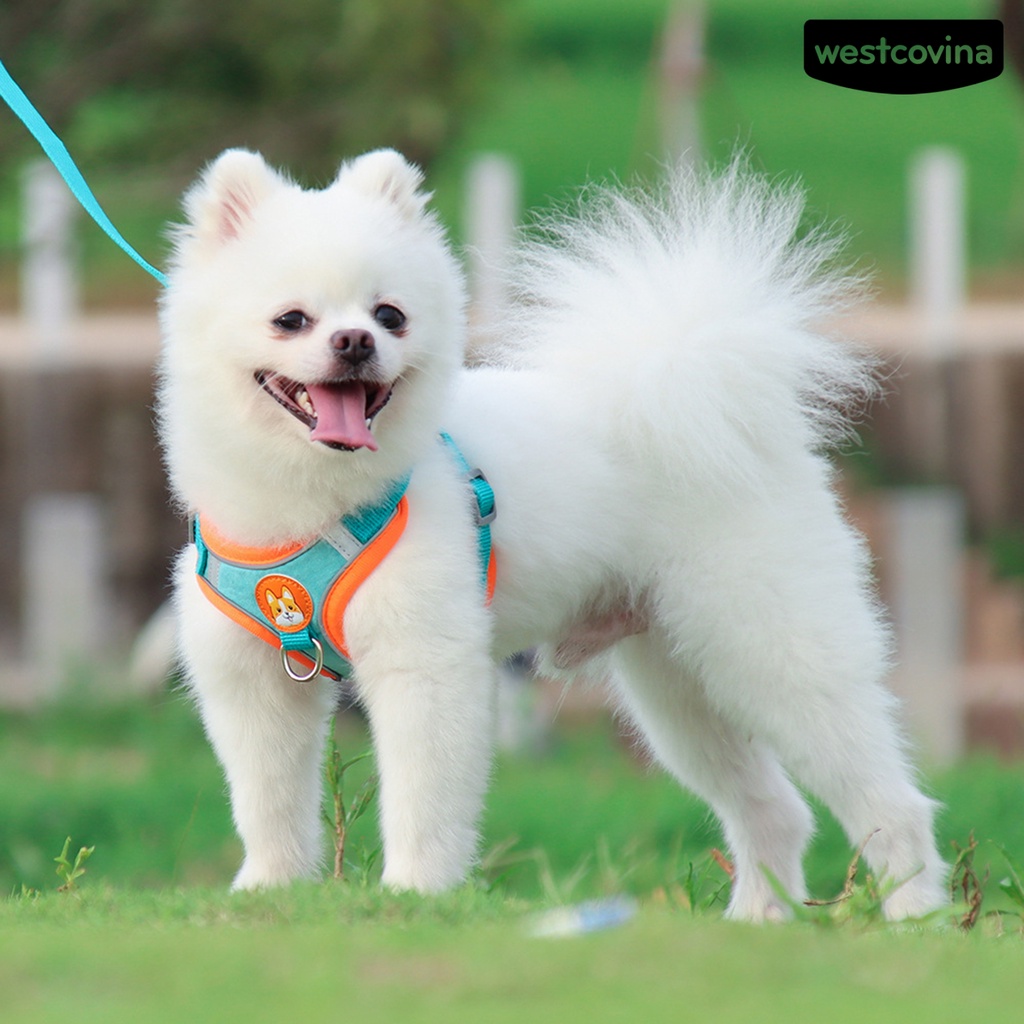 [COD]♞Set 2 Dây Dắt Thú Cưng Đi Dạo Chống Cút Thiết Kế Phản Quang Thoáng Khí