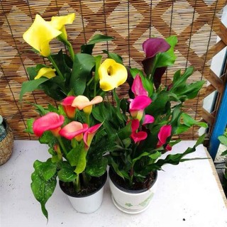 Củ hoa giống hoa rum nam phi mixx đủ màu
