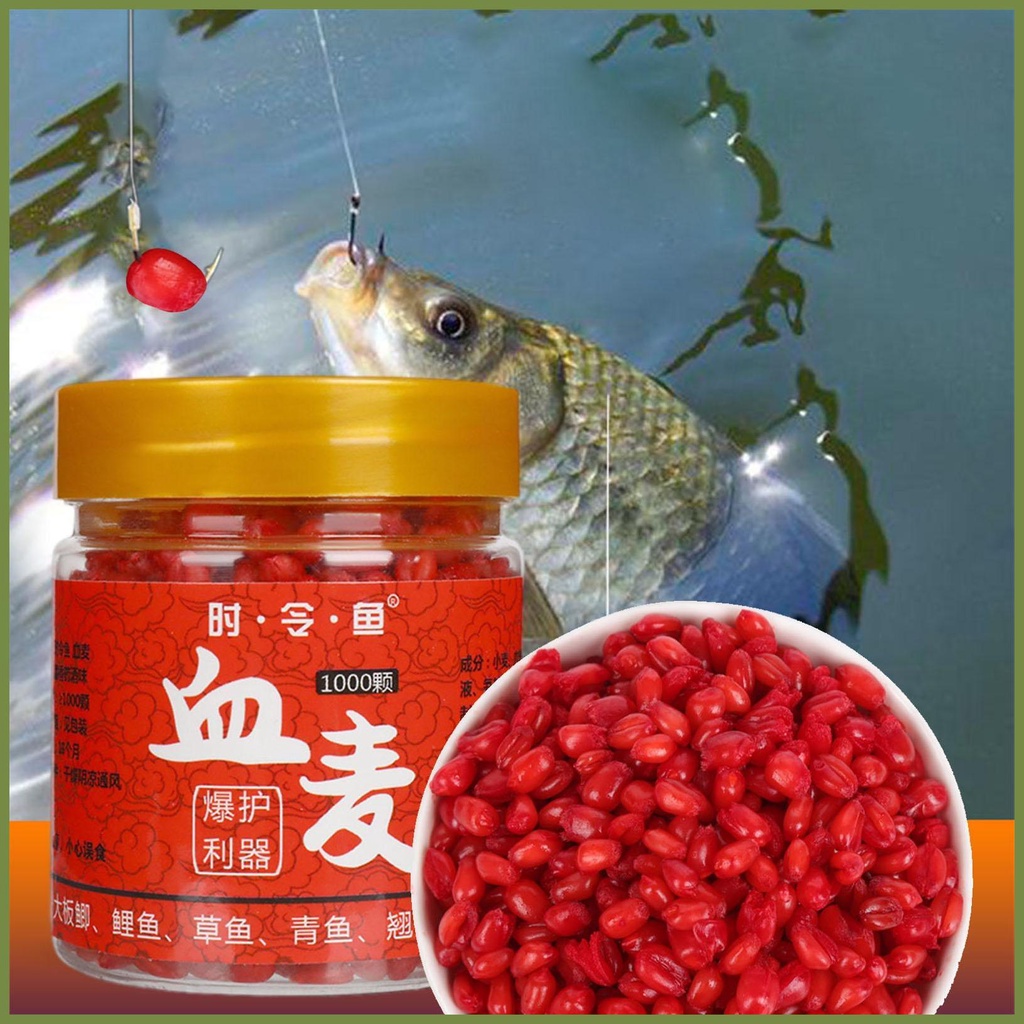 Mồi Câu Cá Hình Hạt Bắp 1000 kouvn kouvn