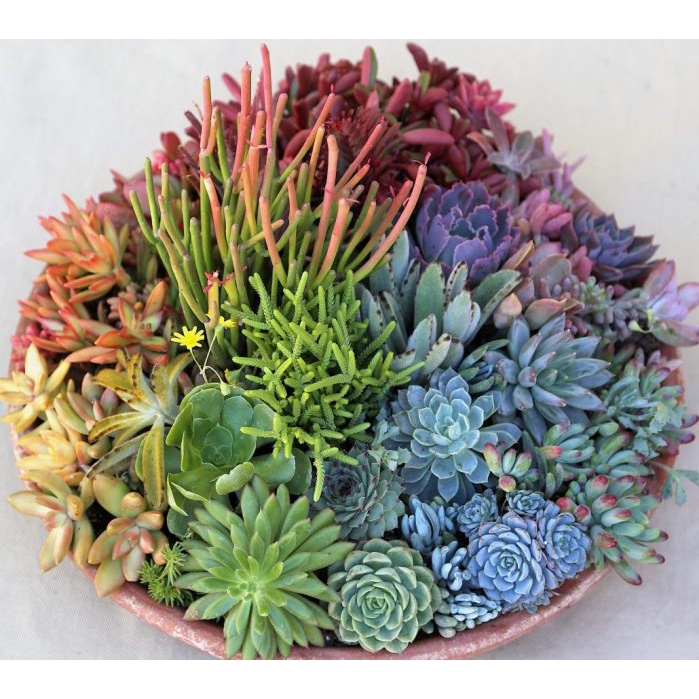 Đất trồng dành cho sen đá, terrarium Promix cao cấp nhiều thành phần pumice, Vermiculite, perlite, peatmoss...