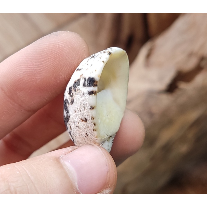 Vỏ ốc móng ngựa size baby họa tiết ngẫu nhiên OMH Thanh Xuân