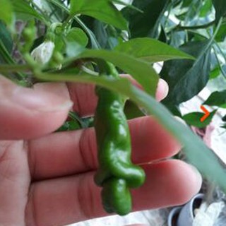 Hạt Giống Ớt Cu Tí Độc Lạ (Gói 5 Hạt) -[Hình dáng thú vị, Ăn ngon - Dễ Trồng, Nhiều trái]