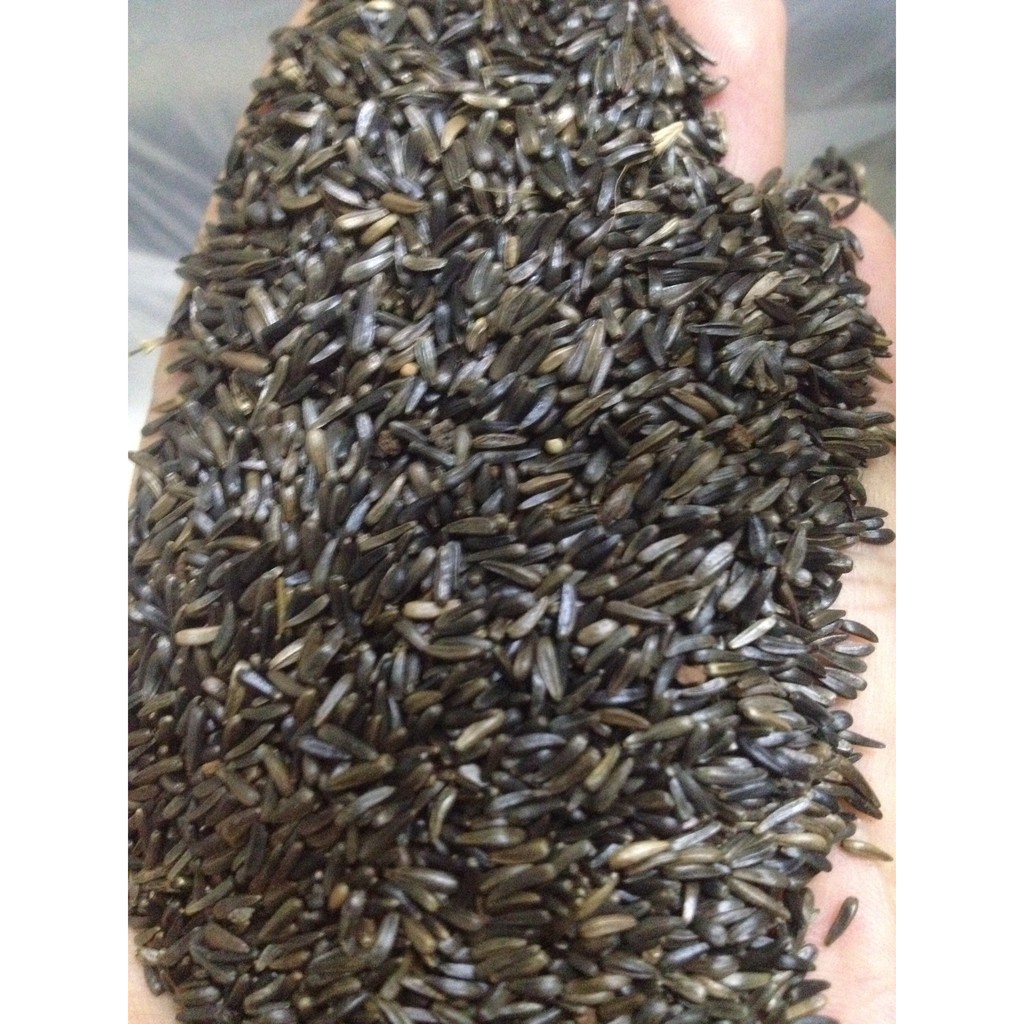 1kg Hạt Niger Kích Cồ Cho Yến Hót Hạt Niger Cho Finch Hạt Niger Cho Vẹt