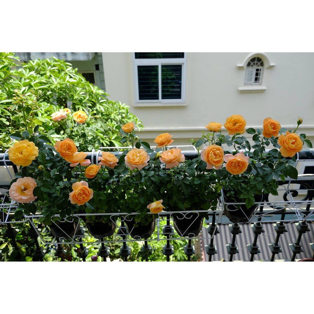 COMBO 5 GỐC HỒNG BỤI HOA TO CÁNH DÀY- ĐỦ MÀU- tặng kích rễ mầm va hướng dẫn trồng