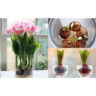 Củ hoa tulip nhiều màu tặng kèm hạt hoa