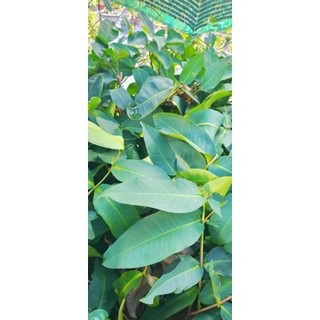 cây roi xanh ( cây mận quả xanh siêu trái)