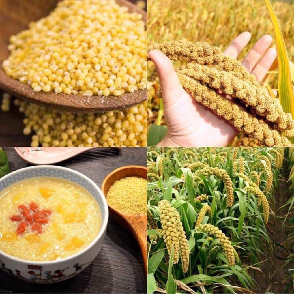 Hạt Kê Nếp Vàng Đã Tách vỏ Đặc Sản Nghệ An Bao Dẻo Nấu Bánh Kê, Chè Kê, Cháo Kê 500g H36