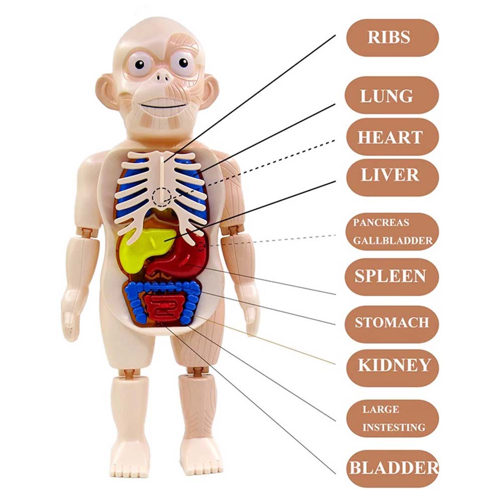 Kids Montessori 3D Puzzle Human Body Anatomy Model Learning Organ Assembled Toy Children Early Educational Teaching Tool