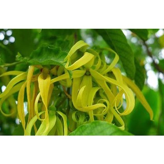 CÂY GIỐNG HOA DẺ THƠM( CÂY GIỐNG GỬI KHÁCH NHƯ HÌNH CUỐI)