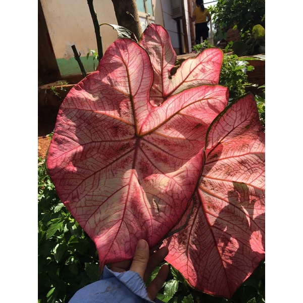 củ môn đỏ hồng