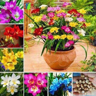 Củ giống hoa lan nam phi có nhiều màu