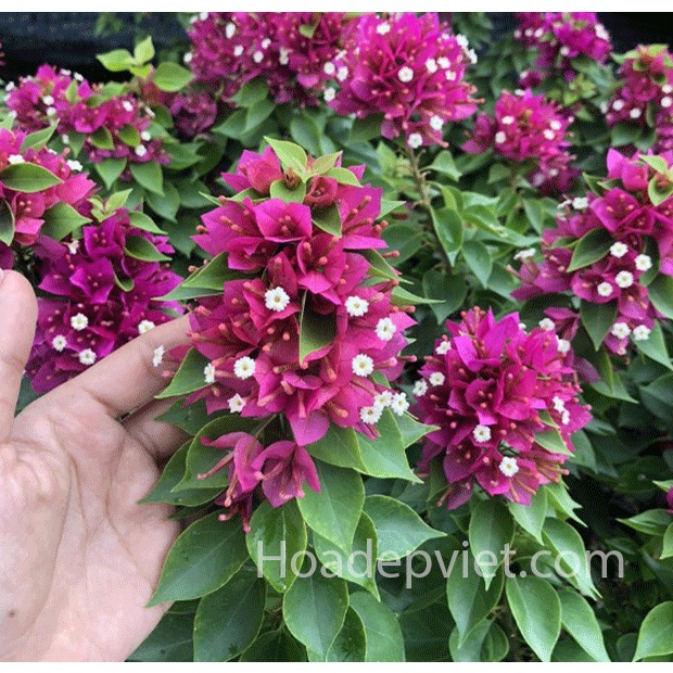 Hoa giấy Mỹ bonsai mini