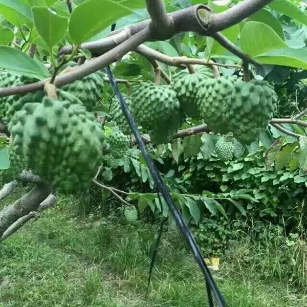 CÂY GIỐNG NA ĐÀI LOAN (NA DỨA) (cây giống quỳnh anh)