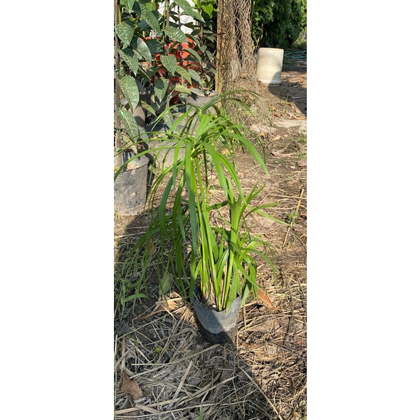 Cây thuỷ trúc thuỷ sinh