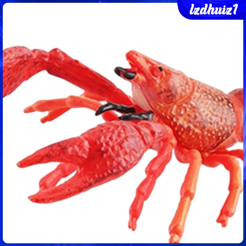 Đồ Chơi Tôm Hùm Biển Cho Bé